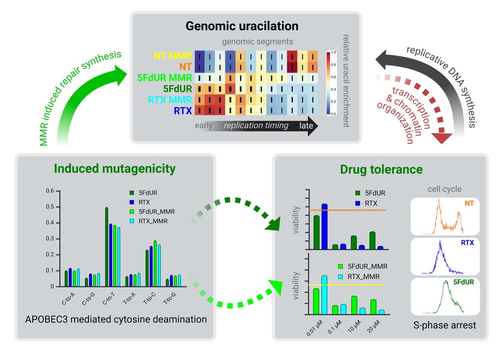 Két timidilát szintáz gátló kemoterápiás szer eltérő hatásmechanizmusa: genomi uracilosodás, citotoxicitás, indukált mutagenezis.