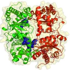 A BME részvételével megvalósuló fehérjekutatásról írt az index.hu